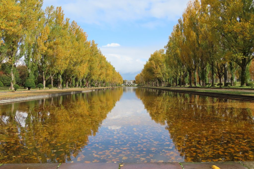 「ポプラ並木の黄葉」の画像