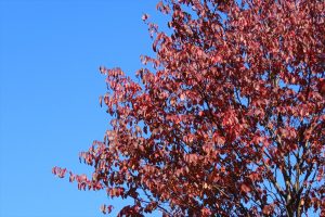 エゾヤマザクラの写真