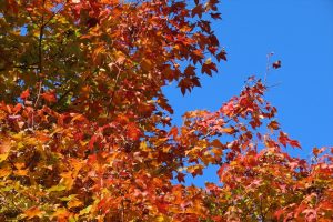 イタヤカエデの写真