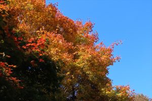 イタヤカエデの写真