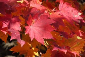 ハウチワカエデの写真