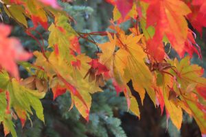 ハウチワカエデの写真