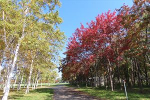 左がシラカバの黄葉、右がナナカマドの紅葉の写真