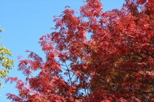 ナナカマドの写真