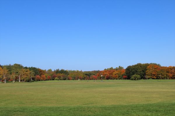 「紅葉が見ごろです」の画像