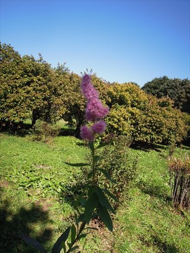 ホザキシモツケの写真