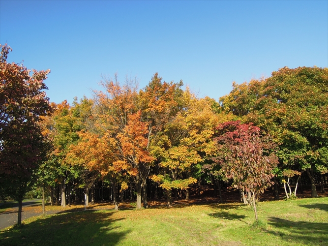 「凸凹クラブの樹名板と紅葉」の画像