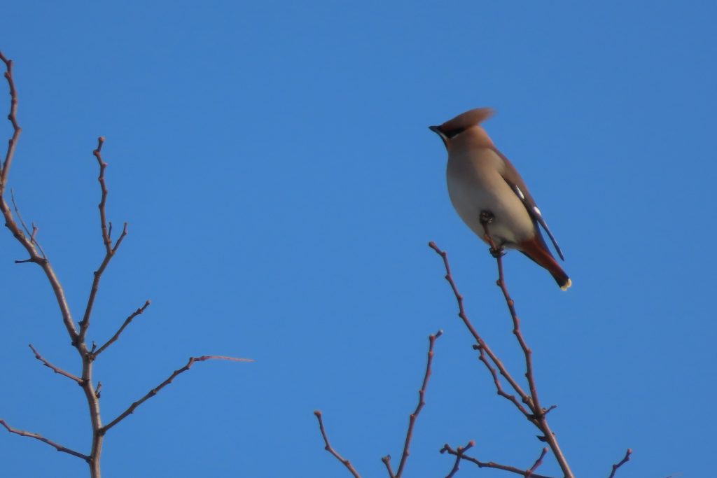 キレンジャクの写真