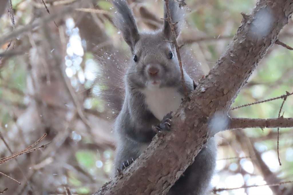 冬毛に変わったエゾリスのアップの写真