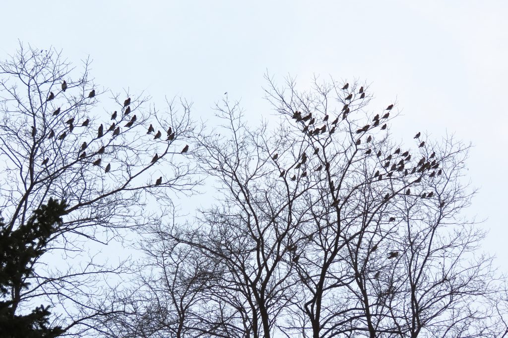 100羽ほどのキレンジャクが枝にとまっている写真