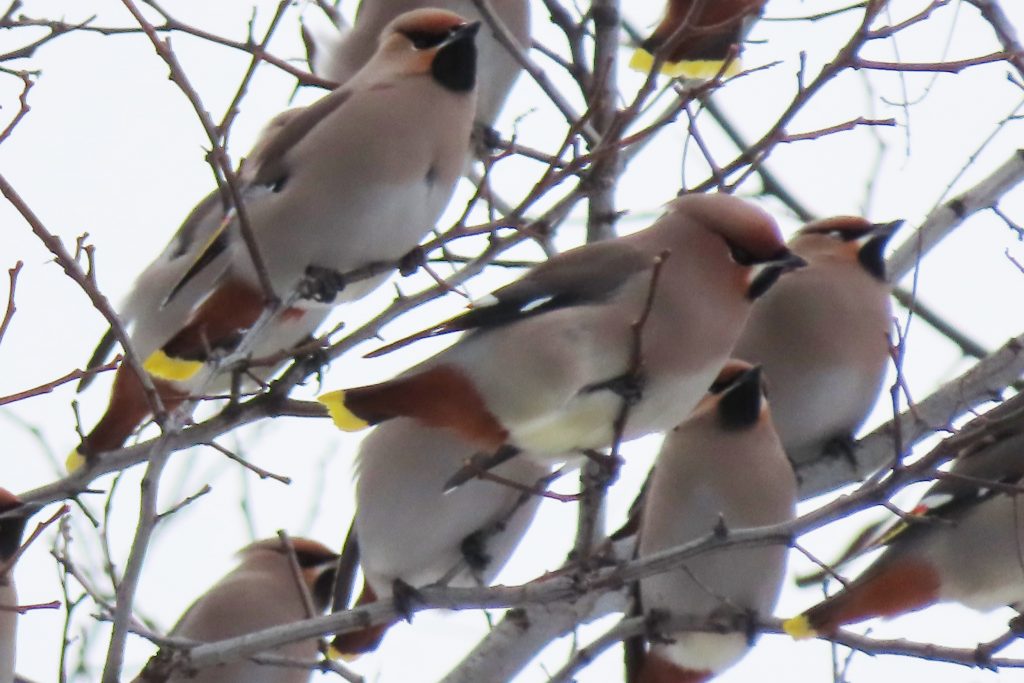 キレンジャクの群れのアップの写真