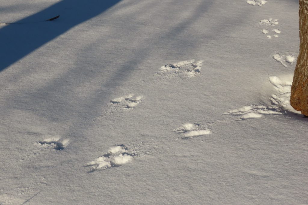 雪の上に４つの点々が並んだ、エゾリスの足跡の写真