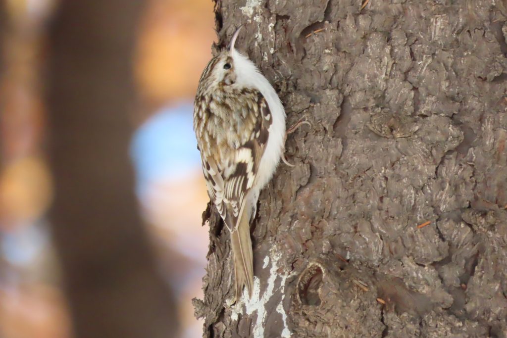 木の幹にとまっているキバシリの写真