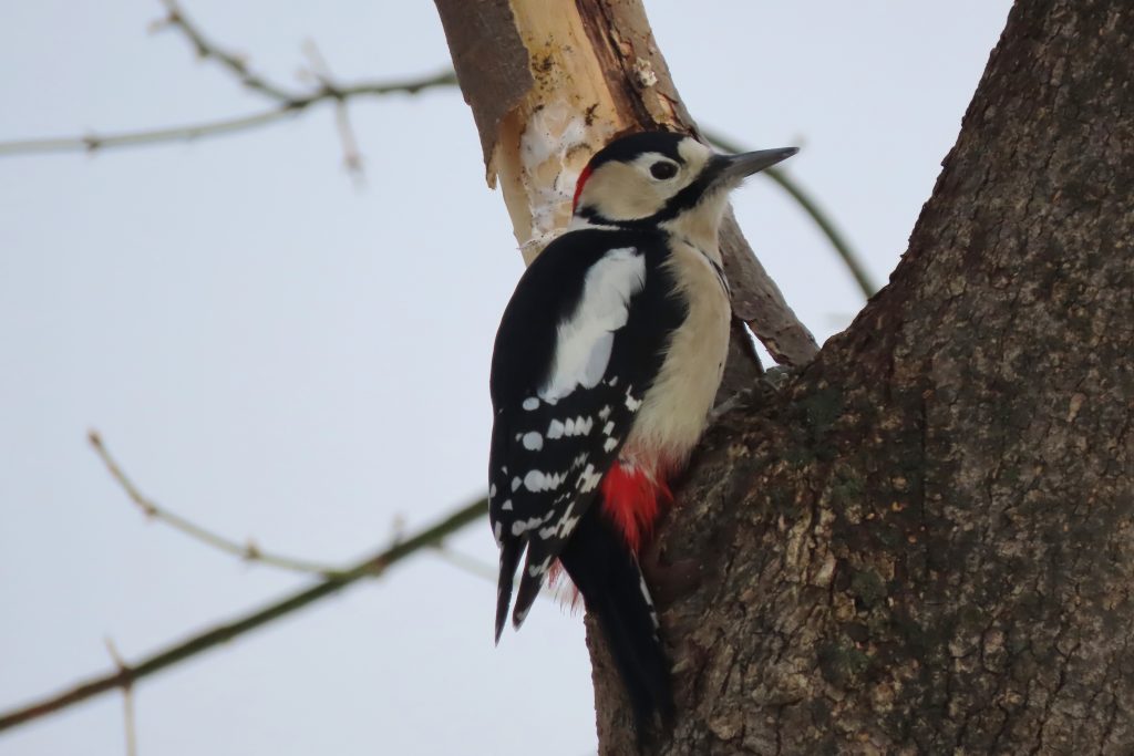 アカゲラの写真