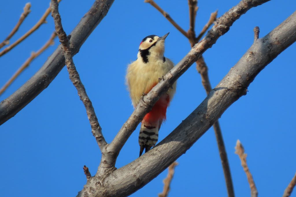 アカゲラの写真