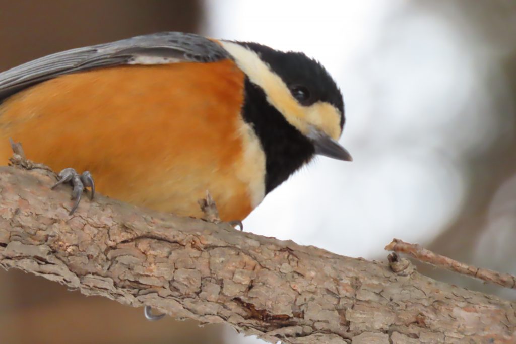 ヤマガラの写真