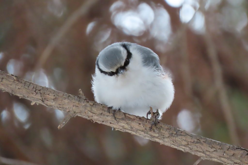 正面から見たゴジュウカラの写真
