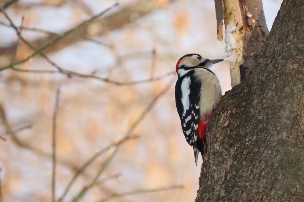 アカゲラの写真