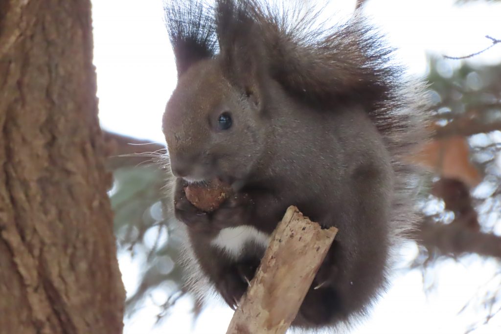 オニグルミを食べているエゾリスの写真