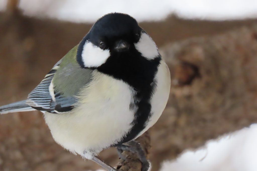 シジュウカラのアップの写真