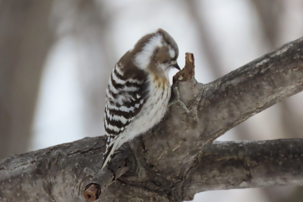 キツツキの仲間、コゲラの写真