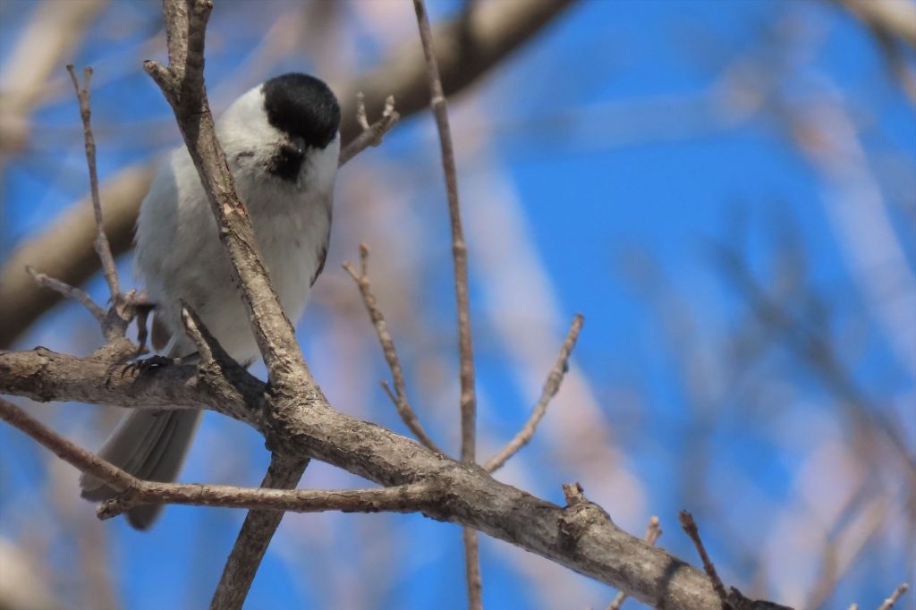 ハシブトガラの写真