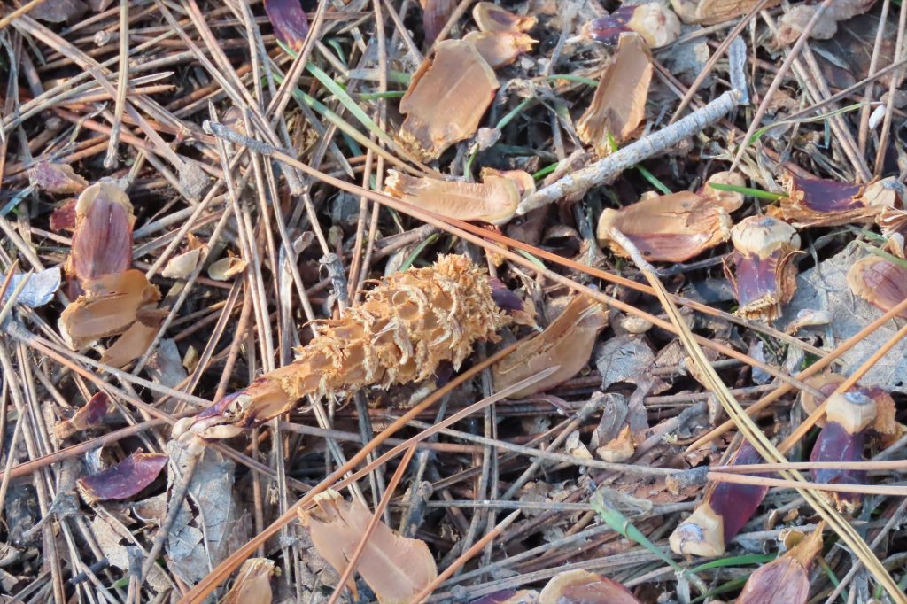 エゾリスが食べた松ぼっくりの跡。まるでエビフライのようになっている写真