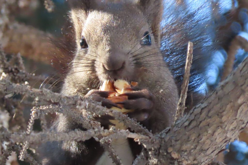 アカナラのみを食べているエゾリスのアップの写真