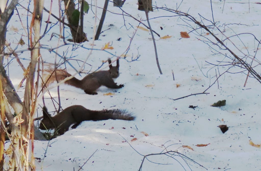 雪の上に２匹のエゾリスの写真