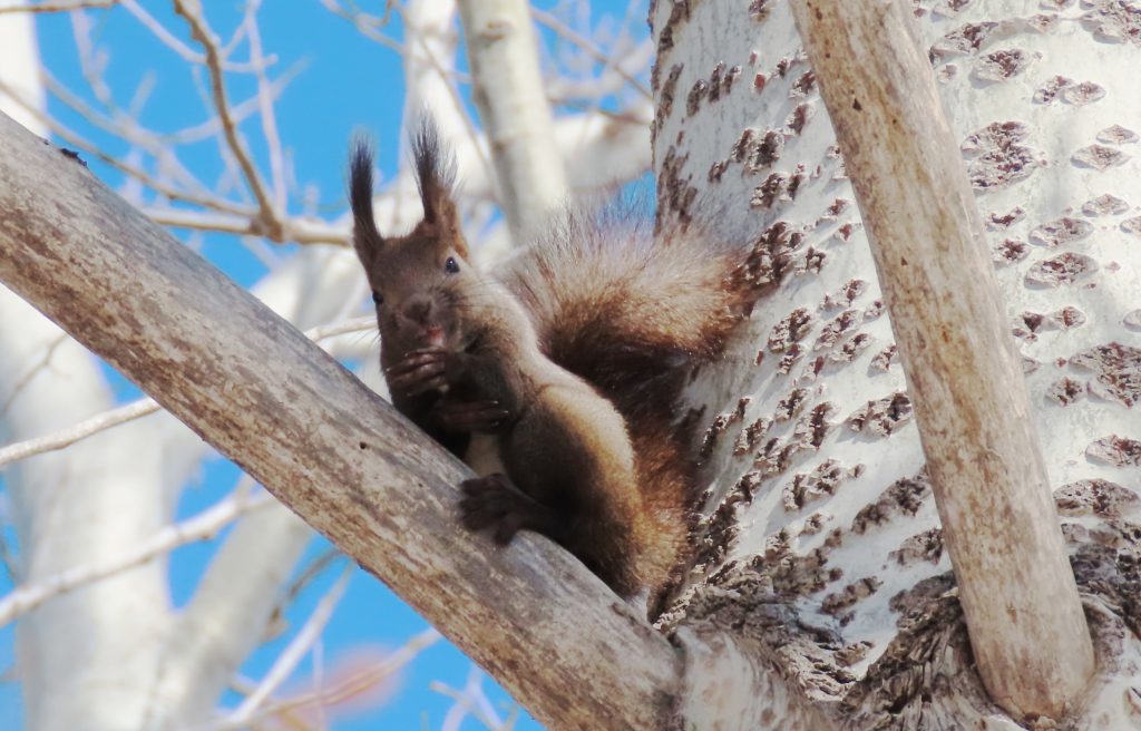青空を背景にしたエゾリスの写真
