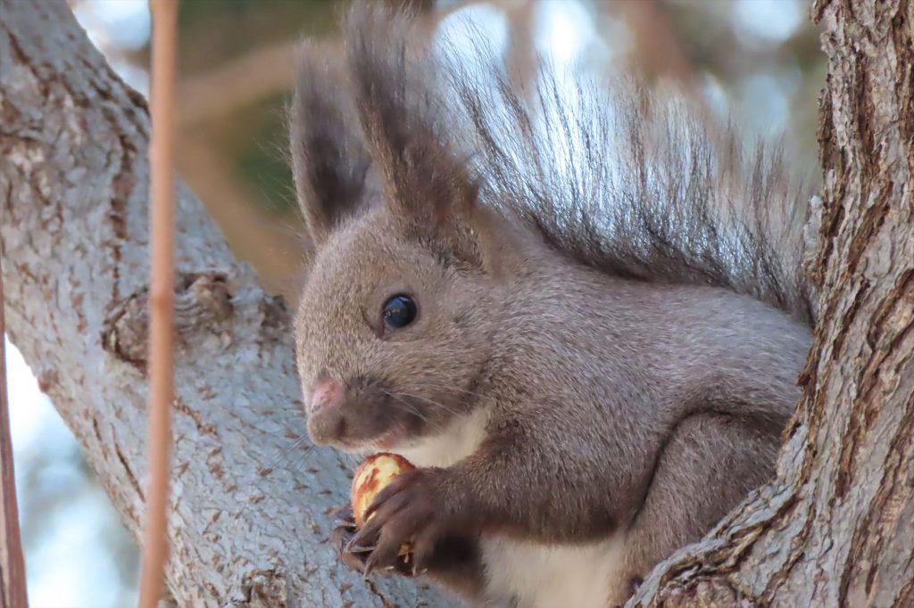アカナラを食べているエゾリスの写真