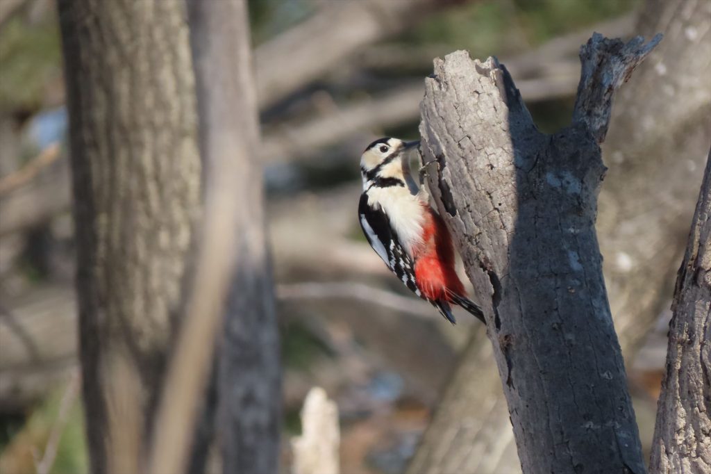 アカゲラのオスの写真
