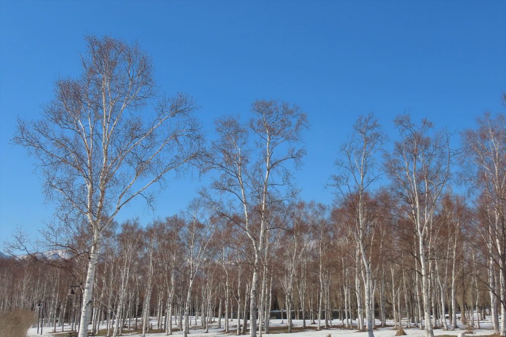 青空とシラカバの写真