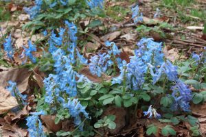 青いエゾエンゴサクの花の写真