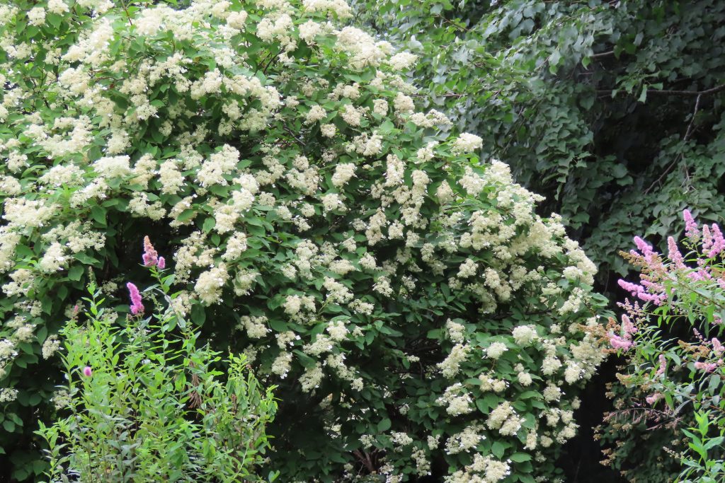白いノリウツギの花の写真