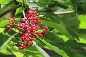 真っ赤なエゾニワトコの実