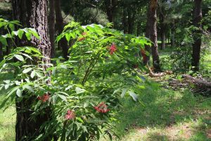 エゾニワトコの木の全体写真