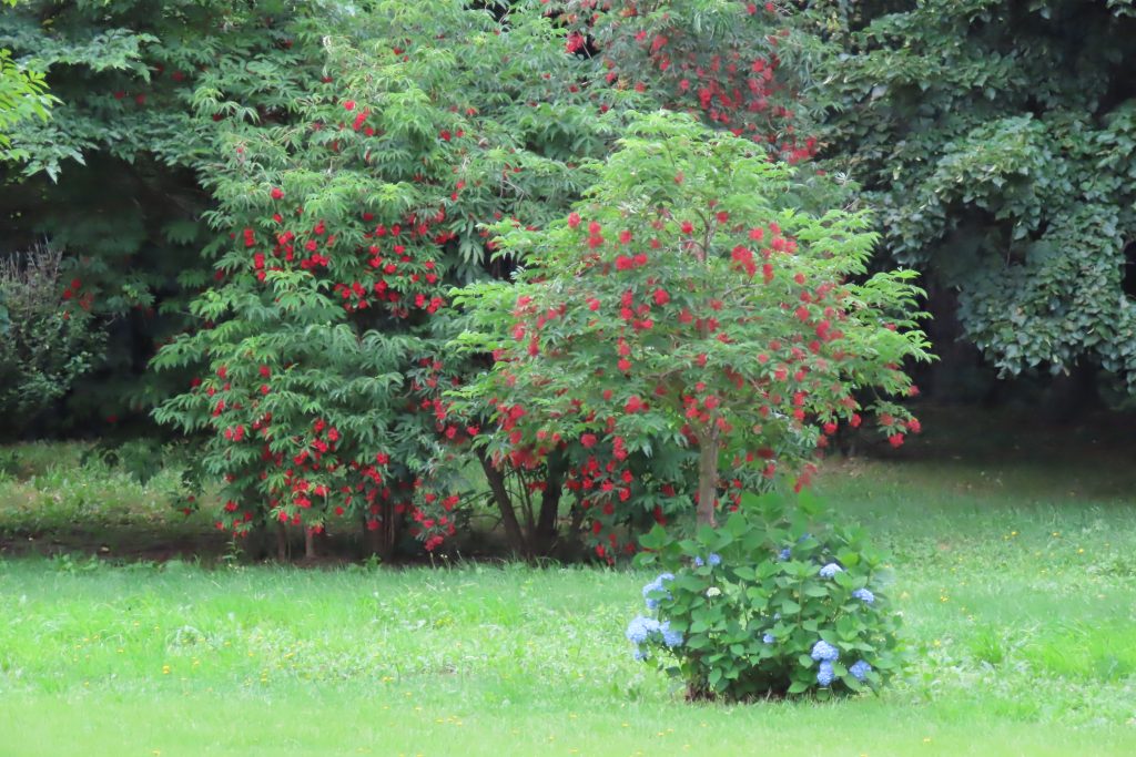 エゾニワトコの木と真っ赤な実の写真