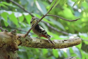 オオアカゲラの写真