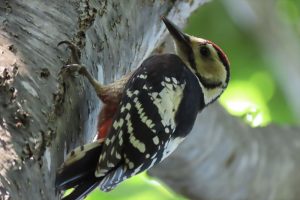 オオアカゲラの写真