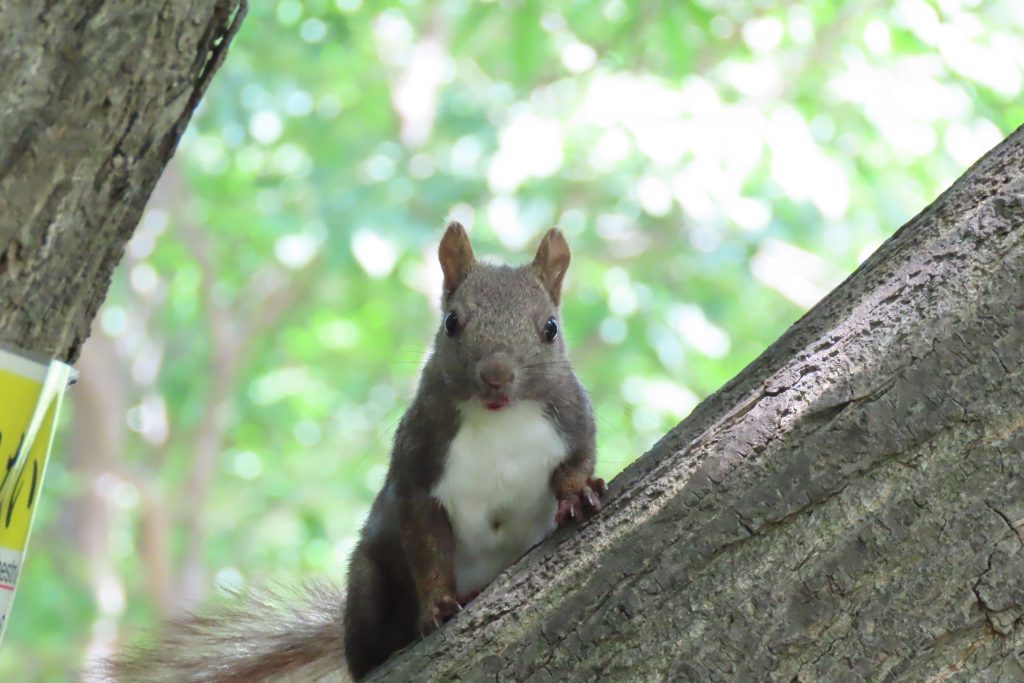 こっちを見ているエゾリスの写真