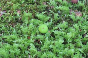 コツボゴケとナナカマドの実