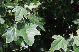 ギンドロの葉の写真