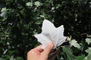 ギンドロの葉を裏返して白い部分を見せている写真