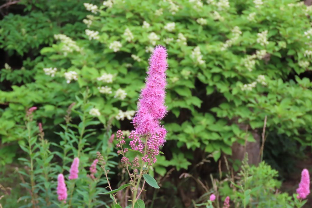 ホザキシモツケの花の写真