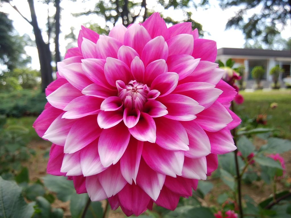 ふちが白いピンク色のダリアの花の写真