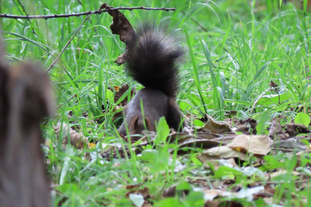 エゾリスのしっぽの写真