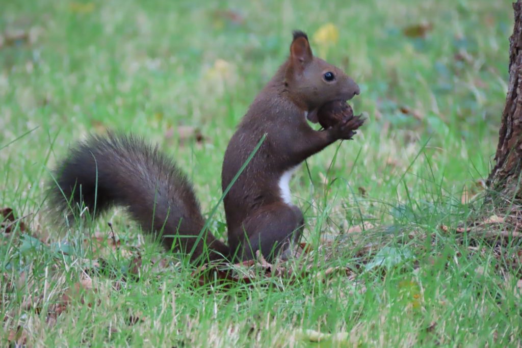 オニグルミをくわえたエゾリスの写真