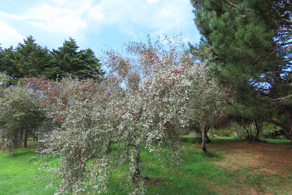 アキグミの木の写真