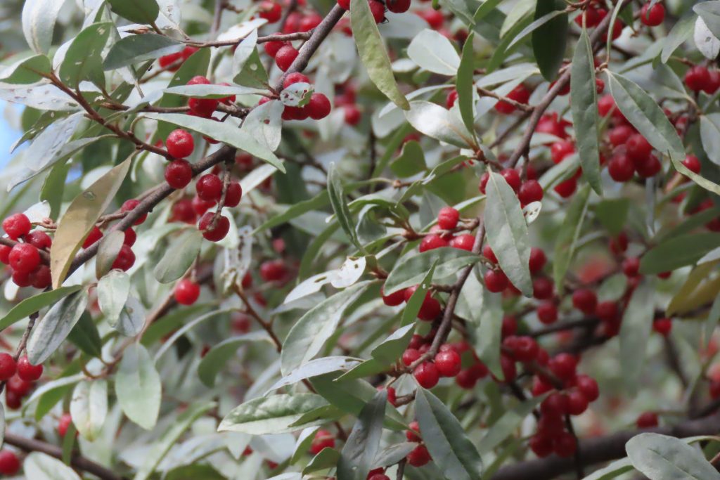 アキグミの実の写真